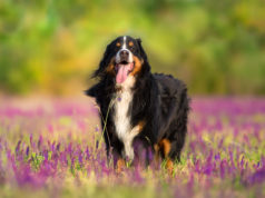 Bernese Dog