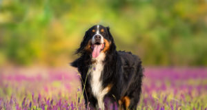 Bernese Dog