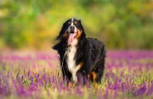 Bernese Dog