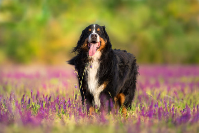 Bernese Dog